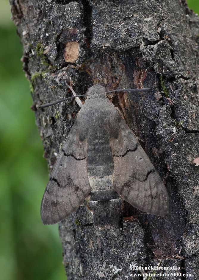 Humming-bird Hawk-moth, Macroglossum stellatarum (Butterflies, Lepidoptera)